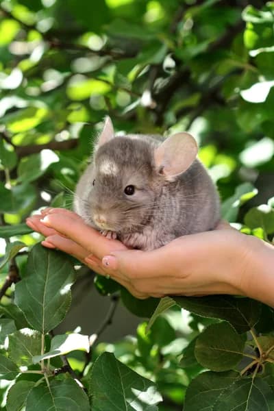 Chinchillas