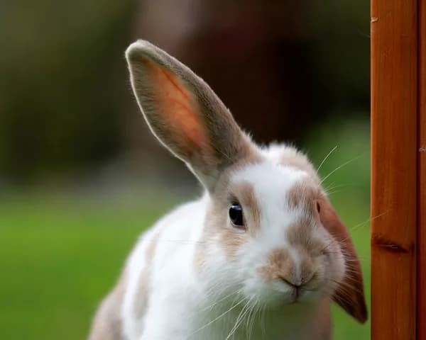 Conejos